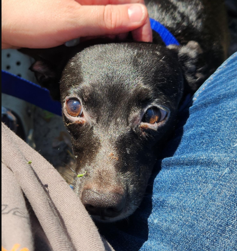 Dog being pet