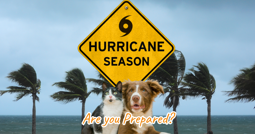 Hurricane Season Blog Post