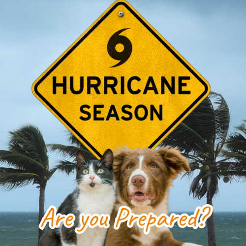 Hurricane Season Blog Post
