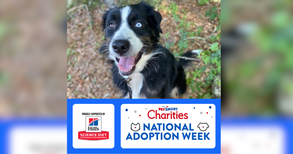 A happy black-and-white dog with one blue eye and one brown eye sits outdoors. Below the photo is a PetSmart Charities National Adoption Week graphic, proudly supported by Hill’s Science Diet.