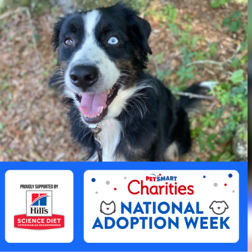 Blog Post Covers () A happy black-and-white dog with one blue eye and one brown eye sits outdoors. Below the photo is a PetSmart Charities National Adoption Week graphic, proudly supported by Hill’s Science Diet.