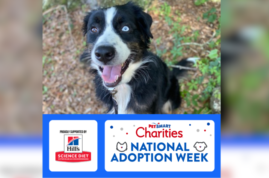 Blog Post Covers () A happy black-and-white dog with one blue eye and one brown eye sits outdoors. Below the photo is a PetSmart Charities National Adoption Week graphic, proudly supported by Hill’s Science Diet.