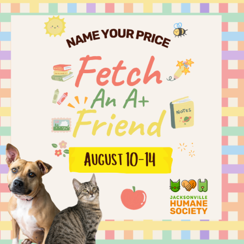 Fetch Blog Cover Fetch an A+ Friend to Help You This New School Year
