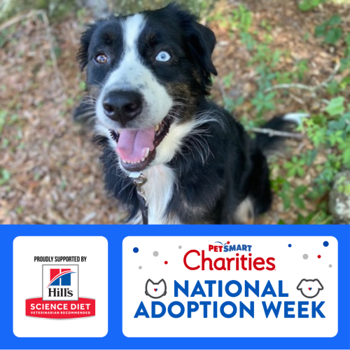 PetSmart NAW Graphic A happy black-and-white dog with one blue eye and one brown eye sits outdoors. Below the photo is a PetSmart Charities National Adoption Week graphic, proudly supported by Hill’s Science Diet.
