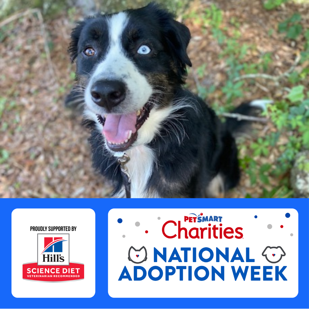 A happy black-and-white dog with one blue eye and one brown eye sits outdoors. Below the photo is a PetSmart Charities National Adoption Week graphic, proudly supported by Hill’s Science Diet.