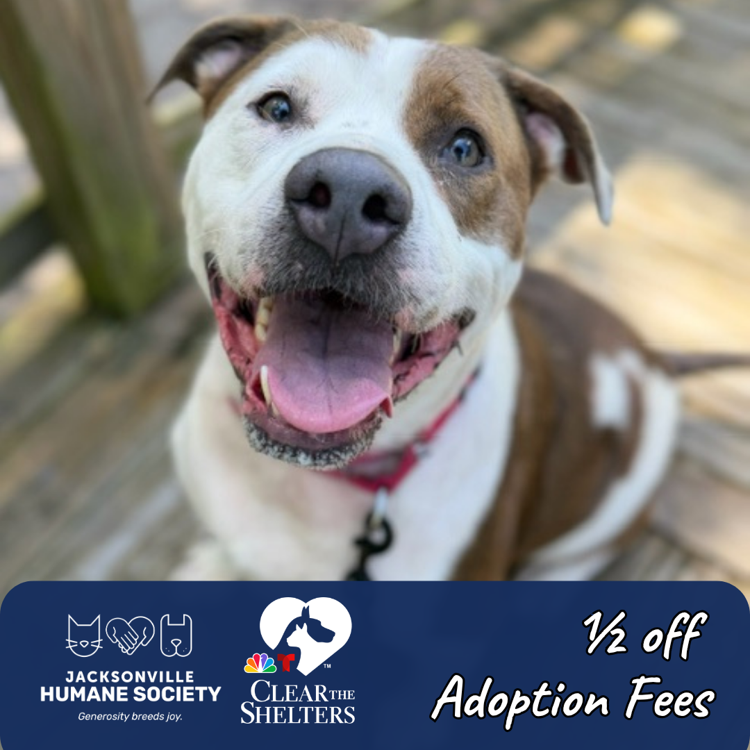 Smiling brown and white dog with Clear the Shelters and Jacksonville Humane Society logos. Text reads, “half off Adoption Fees.”