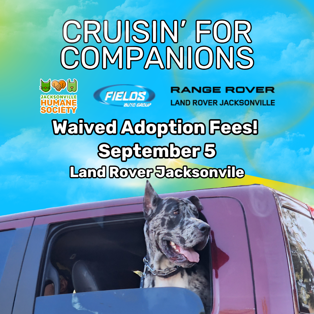 Graphic promoting “Cruisin’ for Companions,” featuring a happy dog leaning out of a purple vehicle. Adoption fees are waived September 5 at Land Rover Jacksonville. Presented by the Jacksonville Humane Society, Fields Auto Group and Range Rover Land Rover Jacksonville.