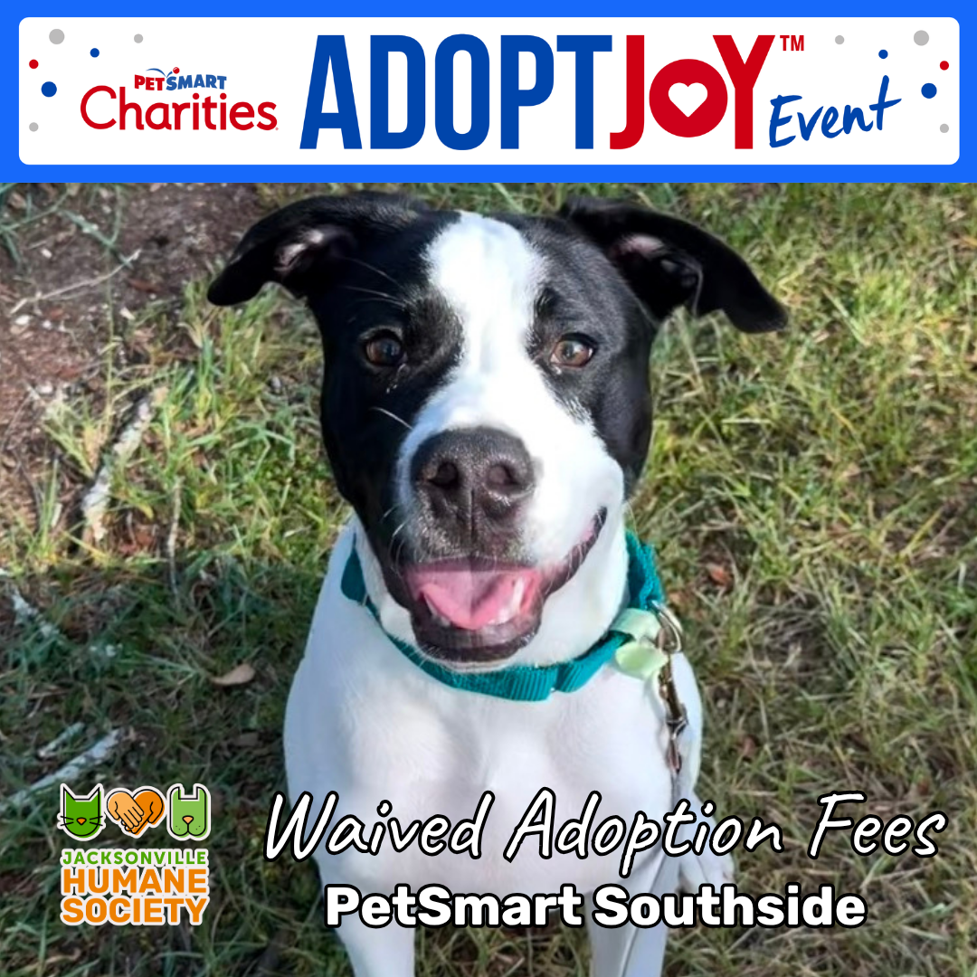 Black-and-white dog promoting PetSmart Charities Adopt Joy Event with waived adoption fees at PetSmart Southside.