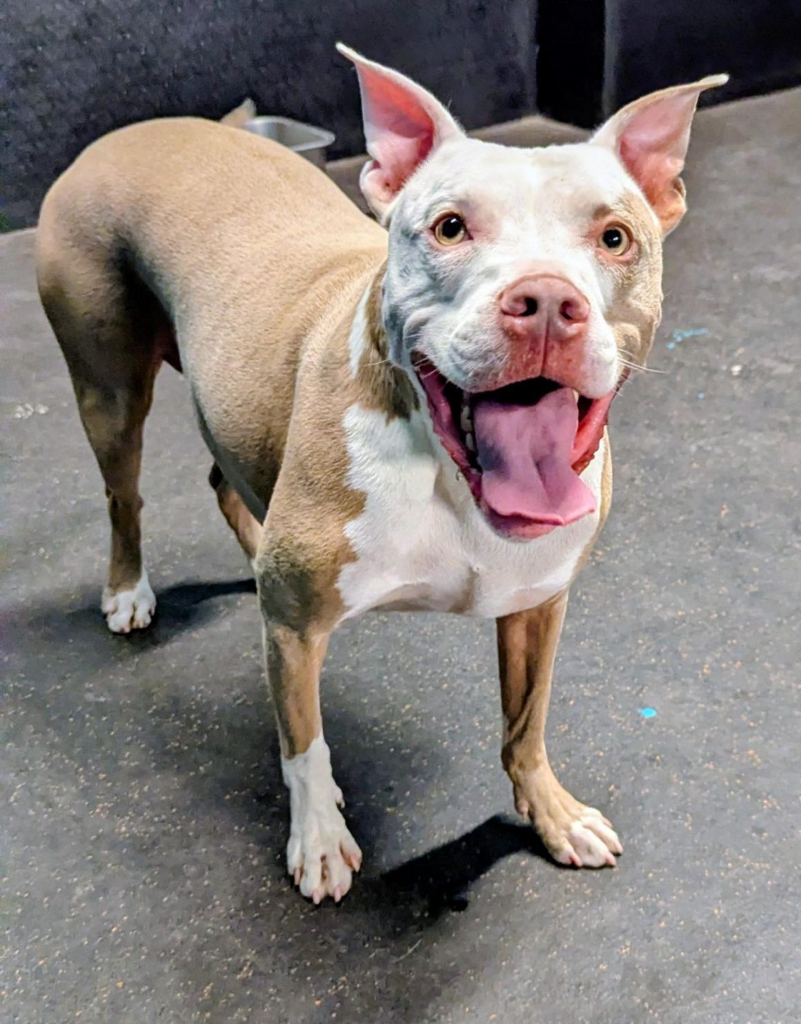 White and tan dog smiling at the camera while standing.