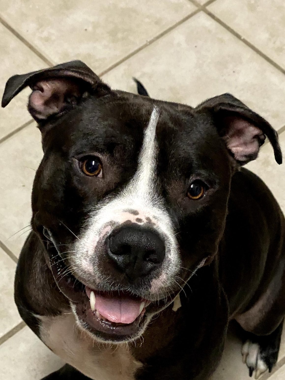 Black and white large dog smiling into the camera.