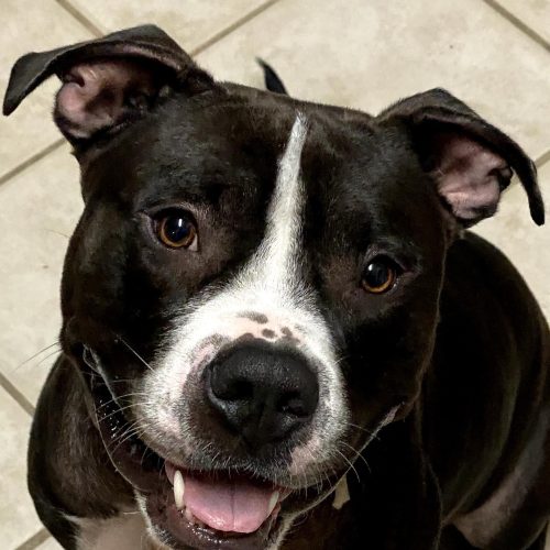 Ace Black and white large dog smiling into the camera.