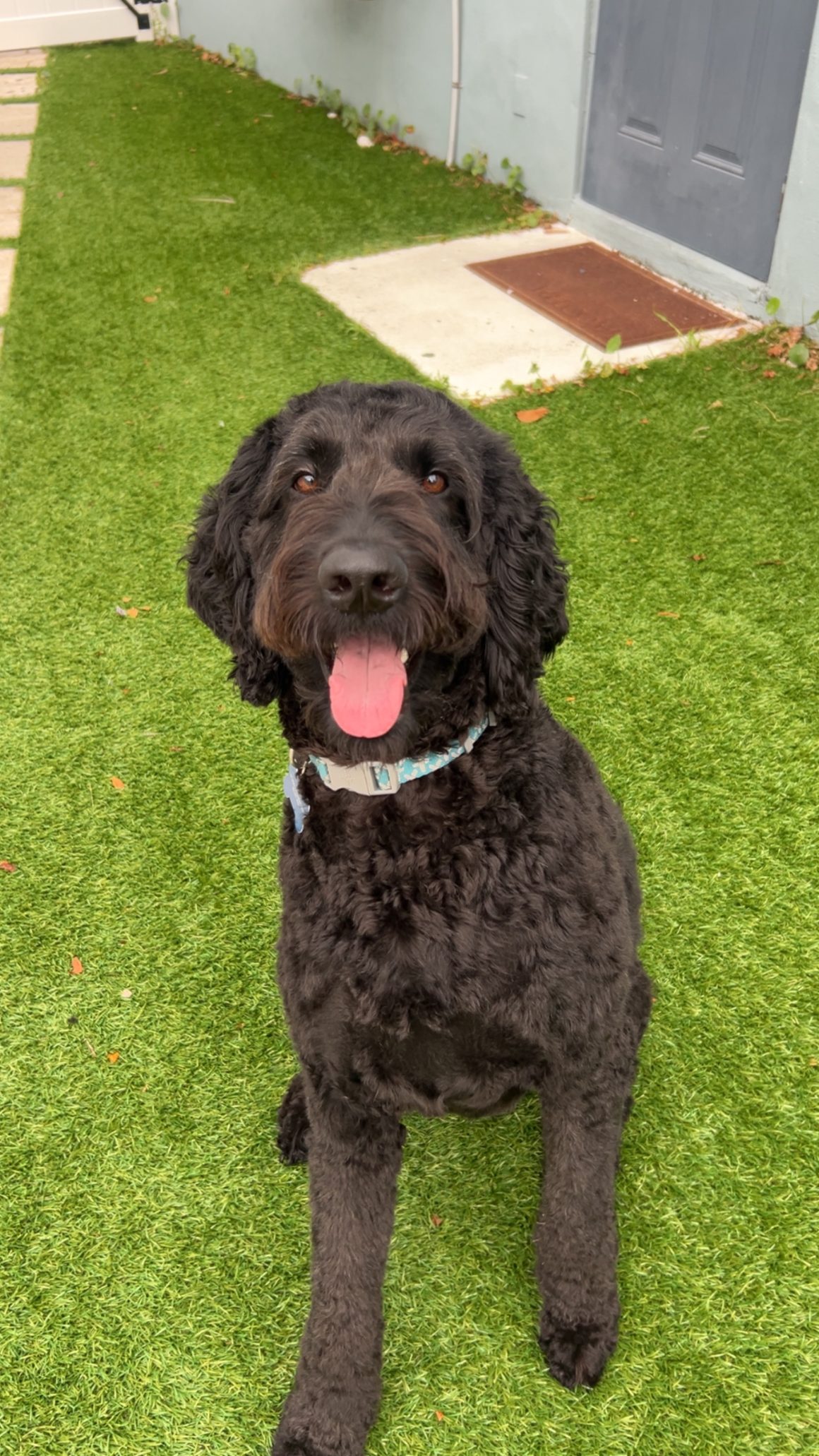 Cooper A picture of a black, curly haired dog sitting in a yard.