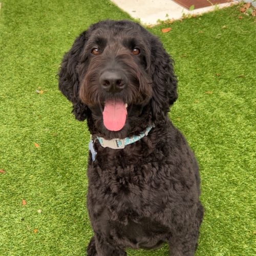 Cooper A picture of a black, curly haired dog sitting in a yard.