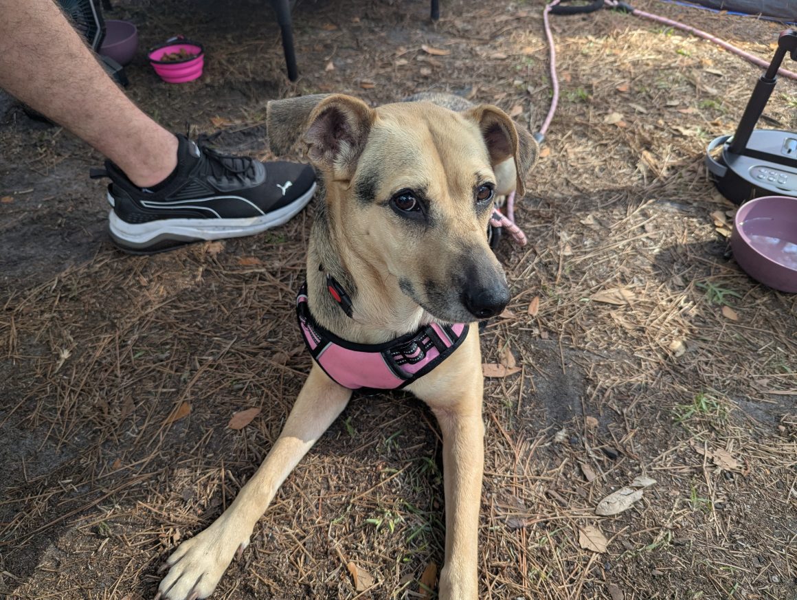 Brown and black nosed dog laying down with a pink harness.