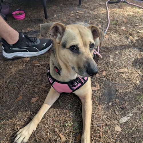 Dolly Brown and black nosed dog laying down with a pink harness.
