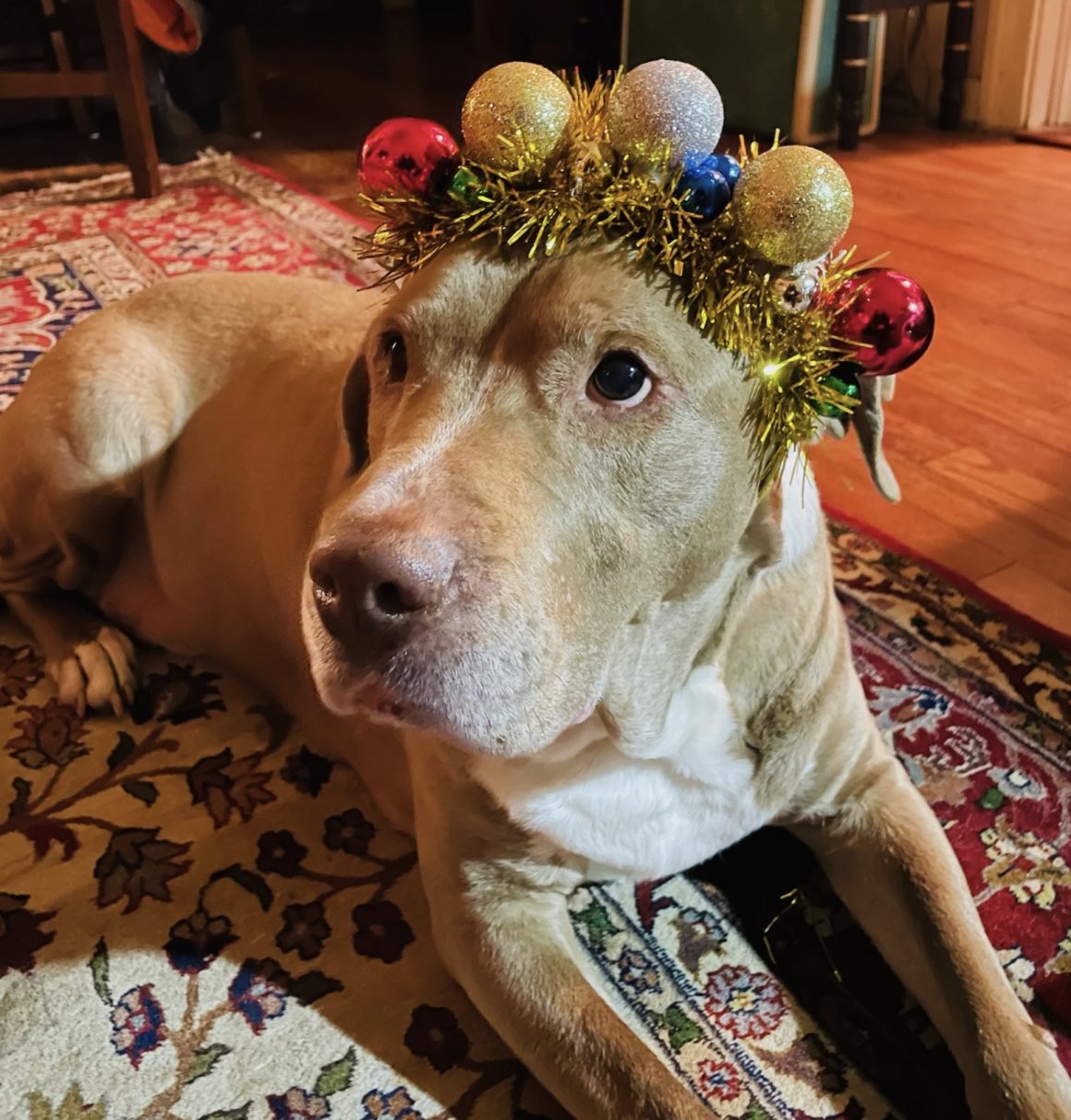 tan and white dog laying on the floor wearing a floral headband.
