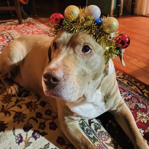 Kal-El tan and white dog laying on the floor wearing a floral headband.