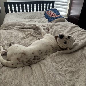 White dog with brown spots stretched out on a bed with a cream blanket, looking back at the camera with its head tilted.