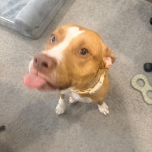 A brown and white dog sits on a gray carpet, looking up at the camera with its tongue sticking out. The dog has a white stripe down its face, white paws, and a yellow patterned collar.