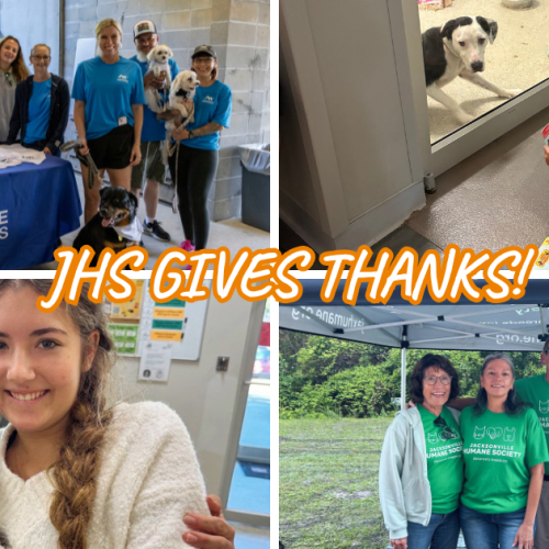 Thank A Thon Collage of JHS supporters: a group with dogs beside an Auld & White Constructors table, children reading to a shelter dog through a window, two people holding a kitten, and four people wearing green Jacksonville Humane Society shirts. Text reads, “JHS Gives Thanks!”