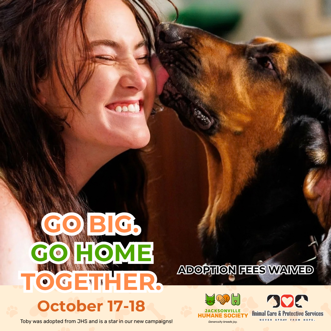 Toby, a large black-and-tan dog, licks a smiling person’s cheek. Text reads “Go Big. Go Home Together. Adoption Fees Waived. October 17–18.” Jacksonville Humane Society and Animal Care & Protective Services logos appear below. A footer says Toby was adopted from JHS and is a star in the new campaign.